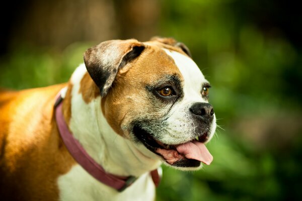 A dog with his tongue hanging out from the heat