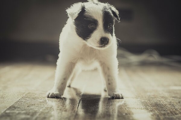 Cane fedele amico dell uomo