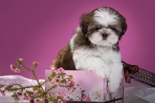 Chiot Shih Tzu dans une boîte de fleurs