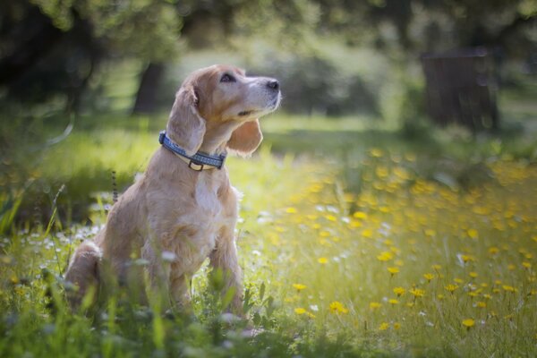 Der Hund sitzt in Blumen in der Natur