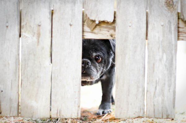 Cane che fa capolino da sotto una recinzione rotta