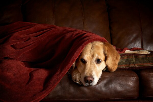 Ein trauriger Retriever liegt auf der Couch bedeckt mit einem Karo