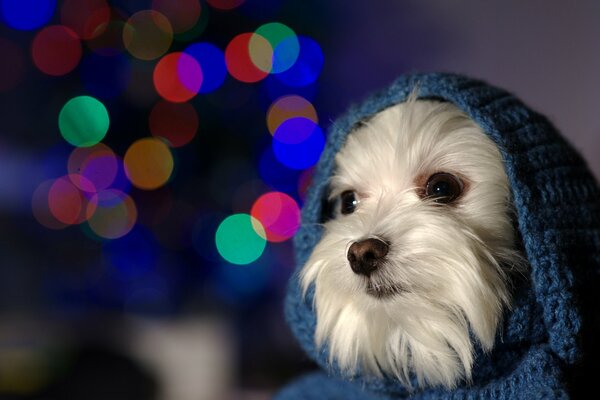 Собачка в синем вязанном капюшоне