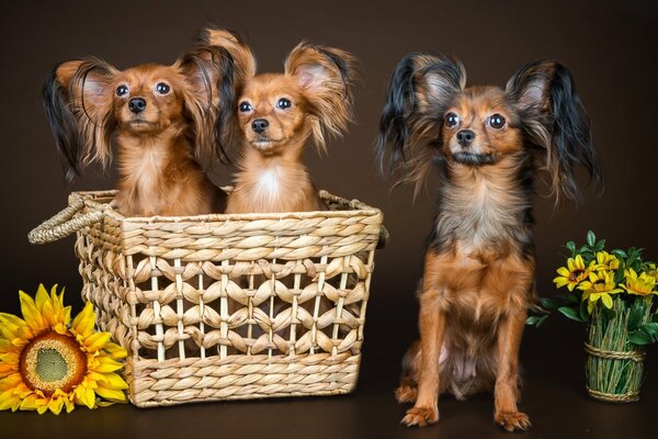 Süße wunderbare zottige Hunde