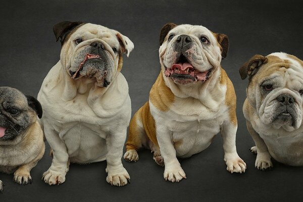 Chiens de race Pug et buddog