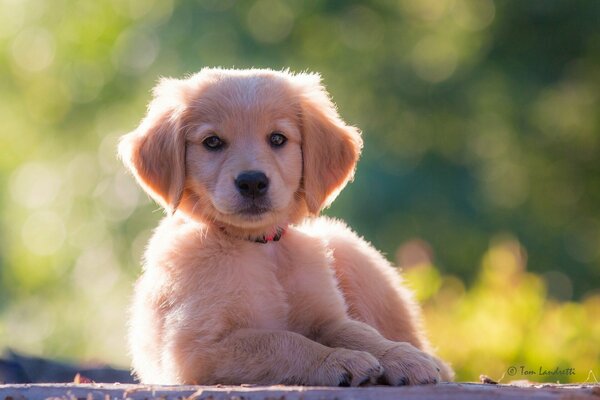 Chiot Golden Retriever se trouve et regarde vers l avant