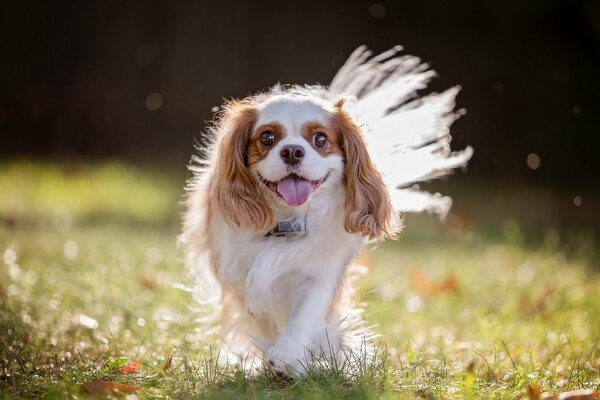 Un cane gioioso corre verso il suo padrone