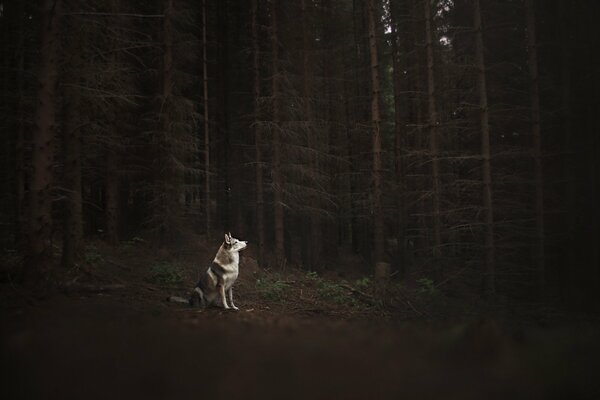 Perro solitario en el bosque oscuro