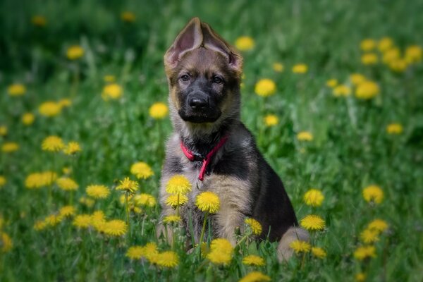 A German Shepherd puppy is sitting in a meadow with dandelions with raised ears