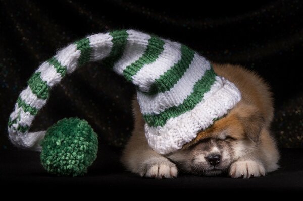 Cachorro de Akita japonés con sombrero a rayas