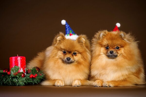 Deux chiens Jumeaux à la fête du nouvel an