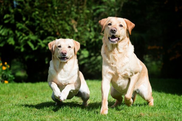 Two labradors on a background of greenery