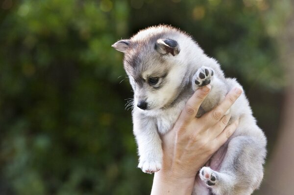 Husky puppy in the arms of a man