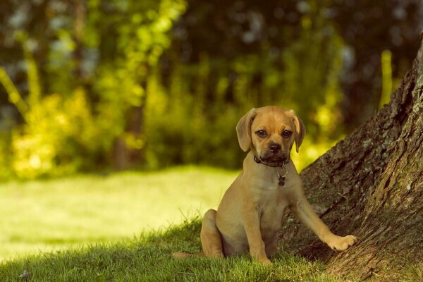 The puppy pagl is sitting under a tree