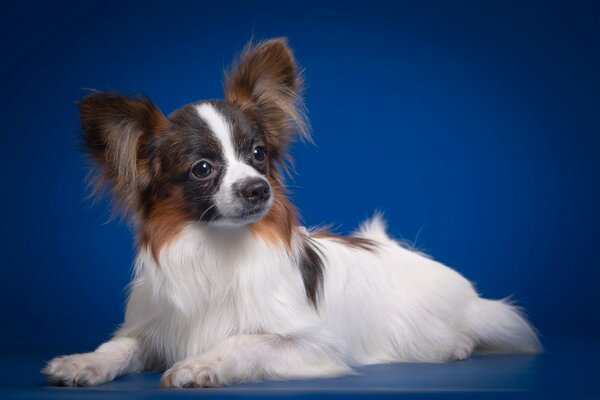 Freundlicher Hund im blauen Studio