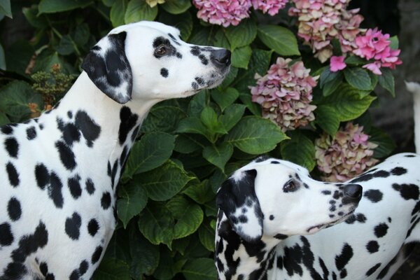 Dos dalmantinas en el fondo de una Hortensia en flor