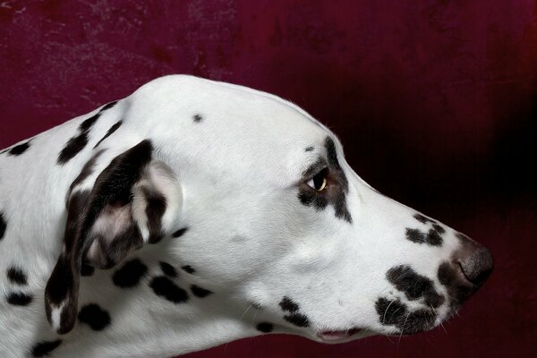Die Schnauze eines Dalmatinerhundes im Profil