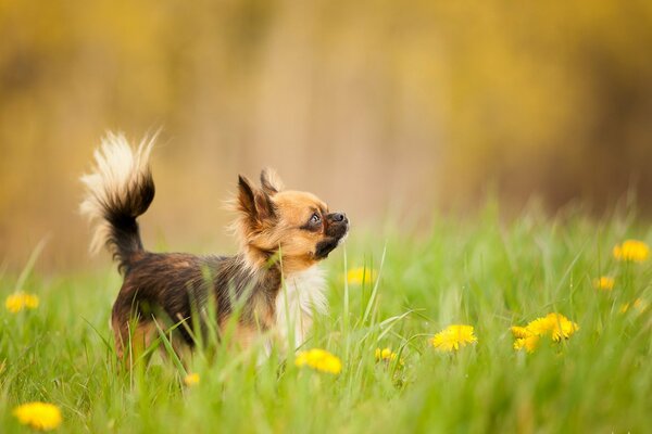 In una radura verde piccolo cucciolo