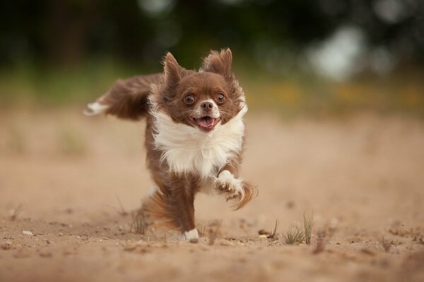 Un chien joyeux court sur un terrain sablonneux