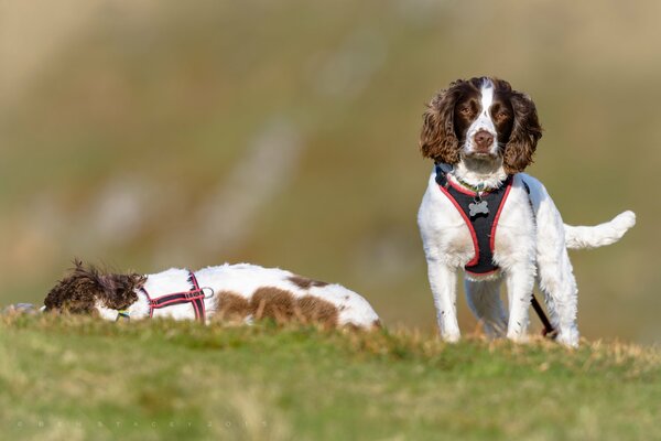 Hunde der Rasse englischer Springer Spaniel