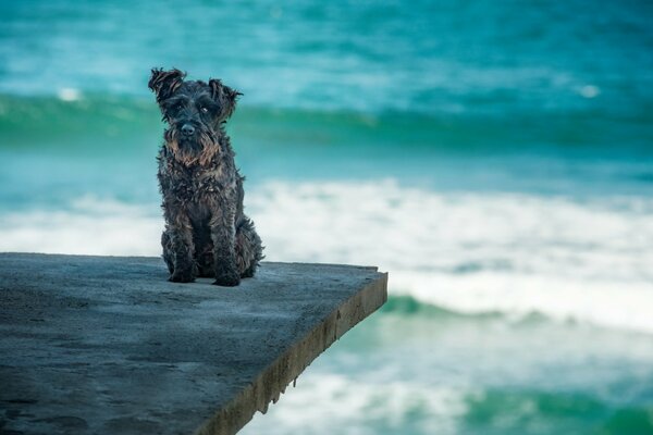 Perro en el fondo de las olas del mar