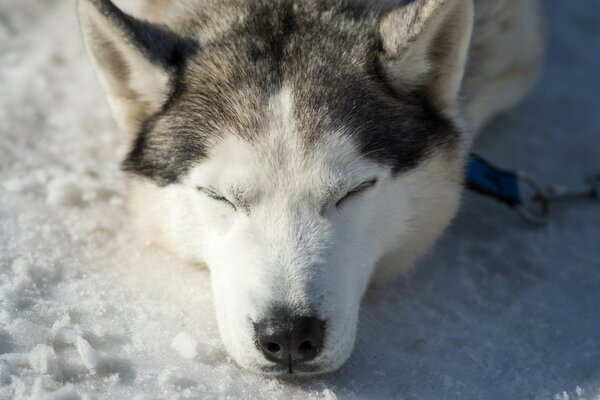 Der Husky wärmt sich in der Frühlingssonne