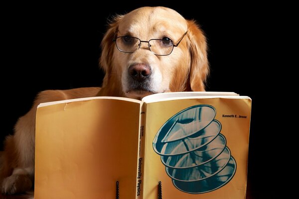 Chien à lunettes avec un livre ouvert