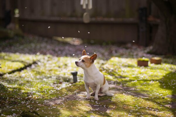 Kleiner Hund im Frühlingsgarten