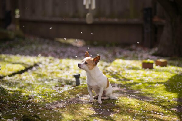 Маленькая собачка в весеннем саду