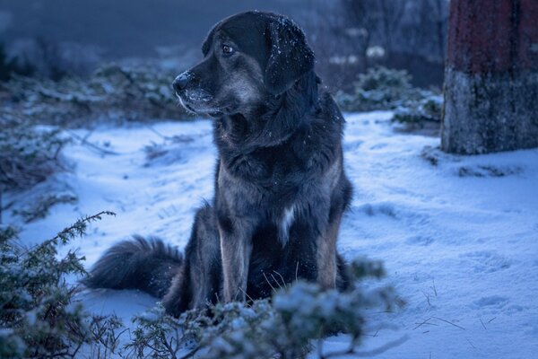 Chiens errants froids et affamés en hiver