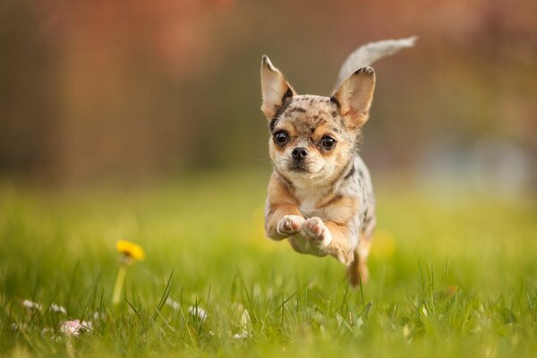 Kleiner Hund wird im Sprung gebacken