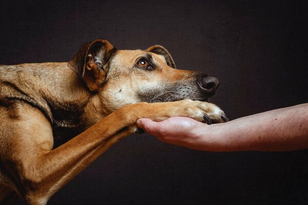 Un chien dévoué frappe la patte