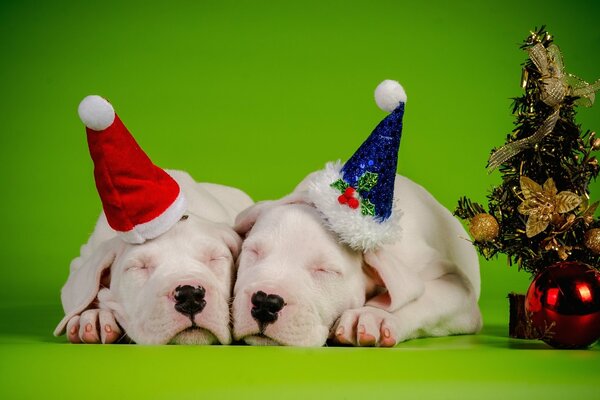 A couple of dogs in Christmas caps are sleeping