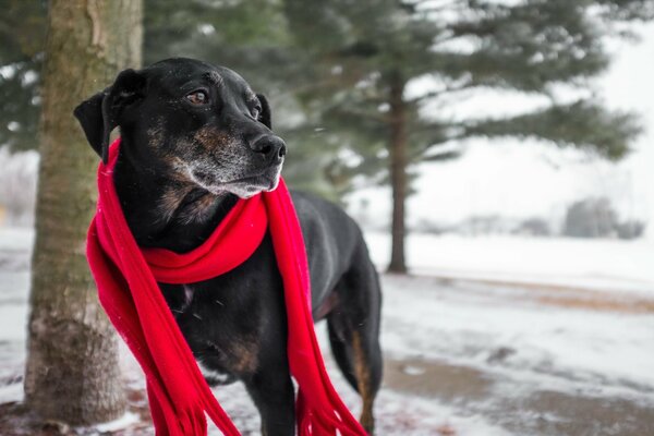 Uno sguardo verso il cane in una sciarpa rossa