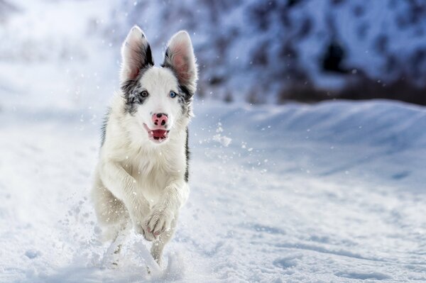 Cane che corre lungo la strada innevata