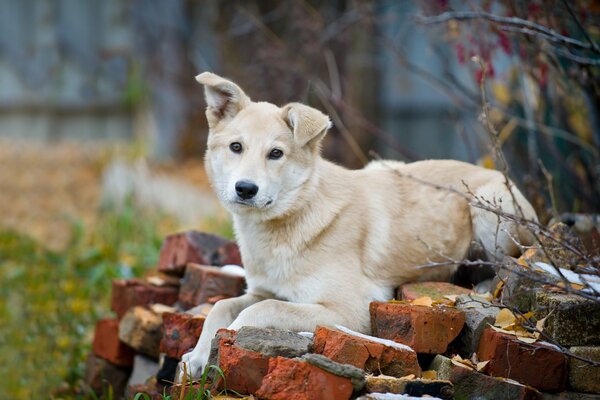 A dog with a bent ear is lying on bricks