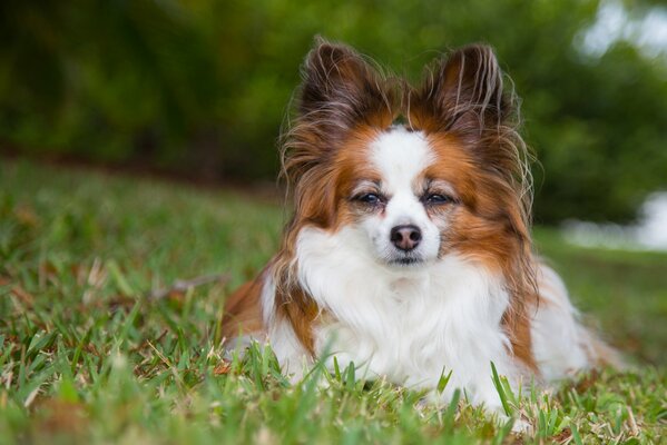 Sdraiato sull erba verde del Toy Spaniel