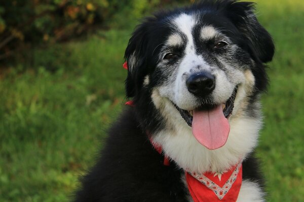 The smile of an old faithful dog friend