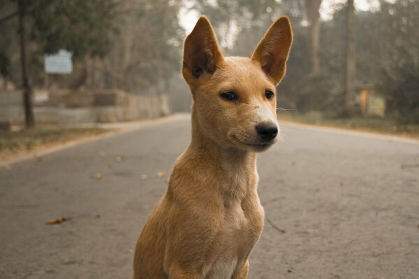 A red dog is sitting on the road