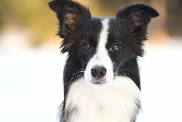 Promenade d hiver avec border Collie