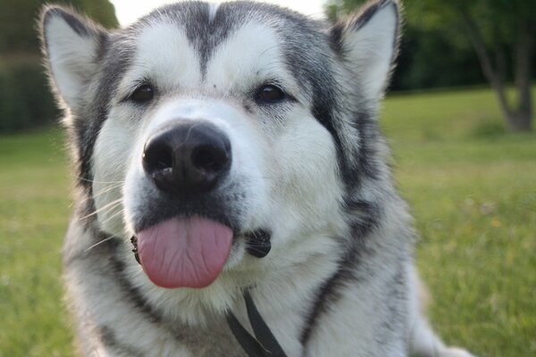 A gray dog with a white muzzle stuck out his tongue