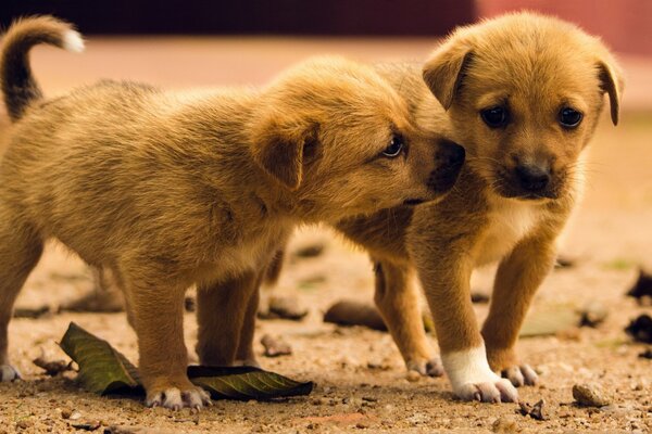 Due cuccioli identici