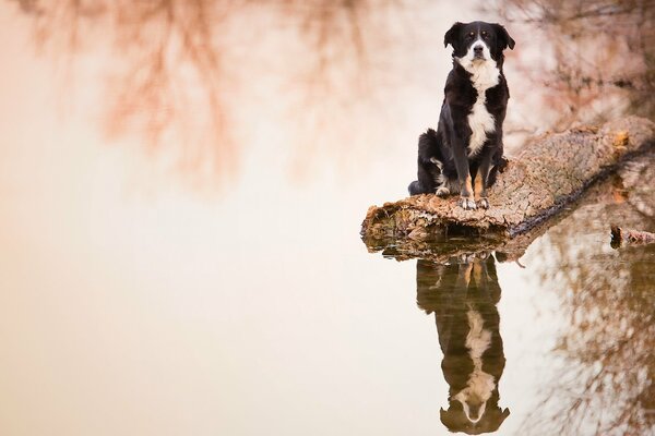 Odbicie psa border collie w wodzie