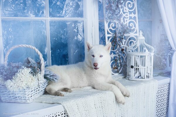 A white husky dog. Winter