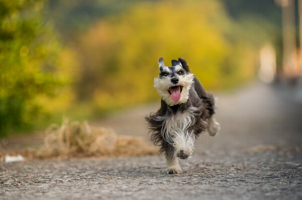 Perro corriendo en el camino a un amigo