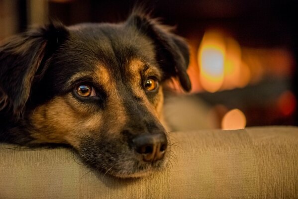 The dog is lying on the sofa against the background of the fireplace