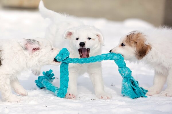 Cute puppies pulling a blue rope