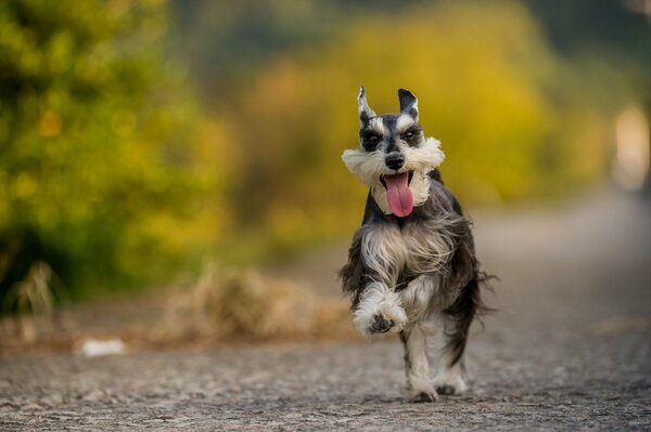 Un cane gioioso corre verso un amico