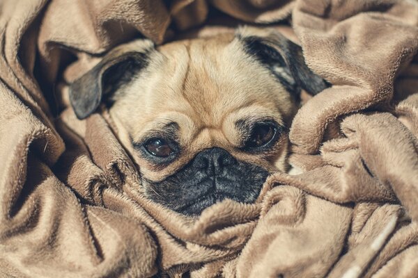 Милая собака в мягком одеяле