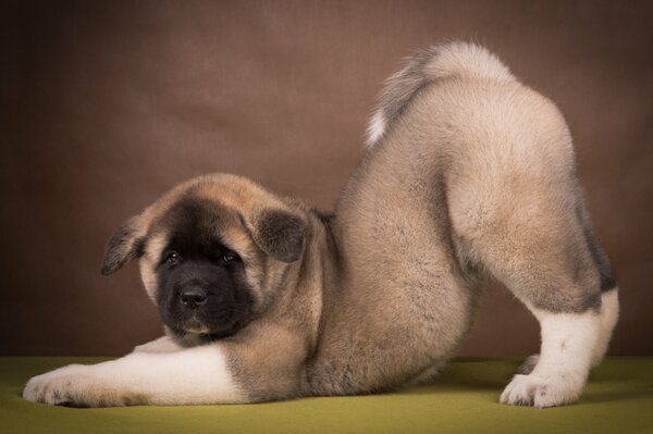 Cane Akita americano